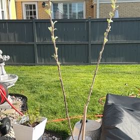 Photo of the plant species Fuji Apple by @FabBaytree23 named Fernie Mercury on Greg, the plant care app