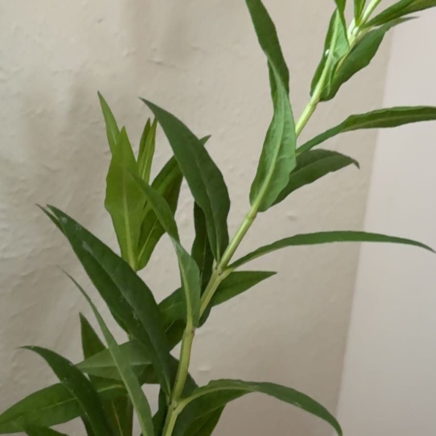 Photo of the plant species Scarlet Milkweed by @NiceCigartree65 named Taylor Swift on Greg, the plant care app