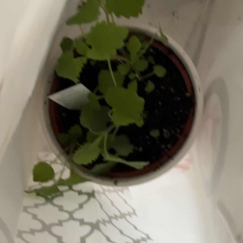 Photo of the plant species Greater Celandine by @WinJade24 named Captain Plant-it on Greg, the plant care app