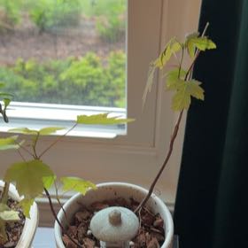 Photo of the plant species Acer Saccharinum by @GladMarigold97 named Denali on Greg, the plant care app