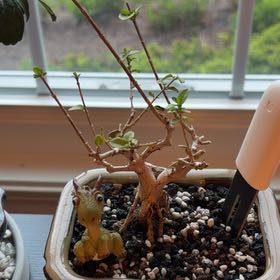 Photo of the plant species Chinese Premna by @GladMarigold97 named Marley on Greg, the plant care app