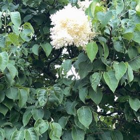 Photo of the plant species Japanese Tree Lilac by @GladMarigold97 named Osmo on Greg, the plant care app