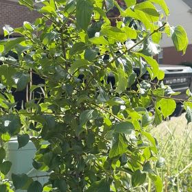 Photo of the plant species Common Buckthorn by @GladMarigold97 named Clooney on Greg, the plant care app