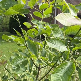 Photo of the plant species Oregon Ash by @GladMarigold97 named Demi on Greg, the plant care app