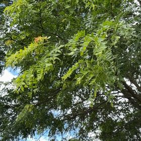 Photo of the plant species Common Honeylocust by @GladMarigold97 named Huckleberry Fern on Greg, the plant care app