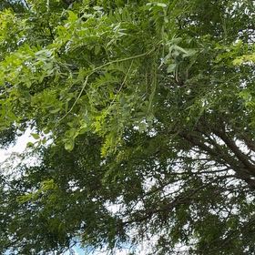 Photo of the plant species European Ash by @GladMarigold97 named Morgan Treeman on Greg, the plant care app