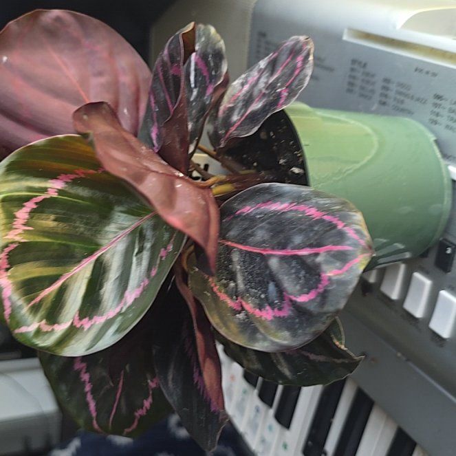 Photo of the plant species Calathea Dottie by @PoetCorn30 named Dottie on Greg, the plant care app