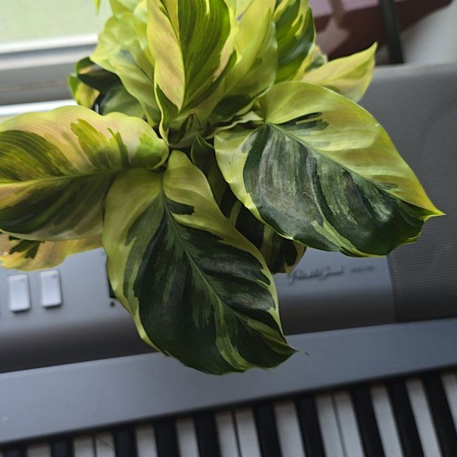 Photo of the plant species Calathea Yellow Fusion by @PoetCorn30 named Fernie Mercury on Greg, the plant care app