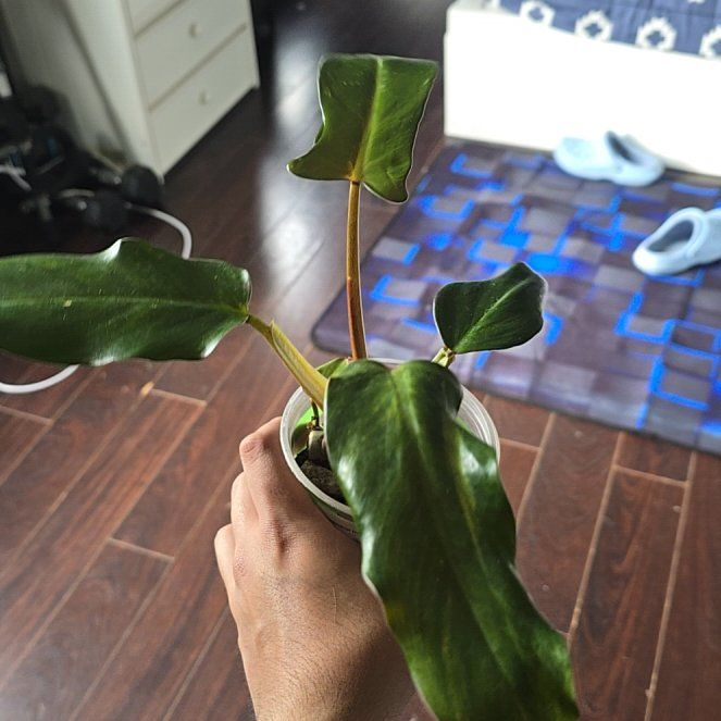 Photo of the plant species Philodendron mexicanum by @PoetCorn30 named Osamason on Greg, the plant care app