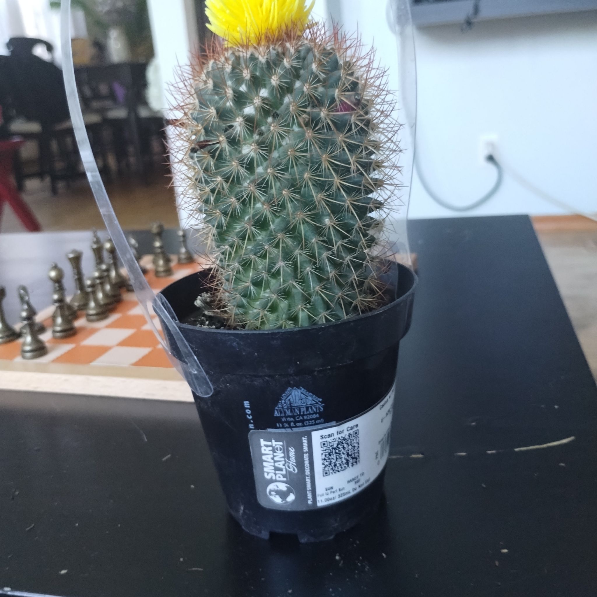 Photo of the plant species Cactus by @MarkedSedge23 named Mike on Greg, the plant care app