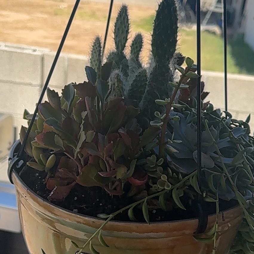 Photo of the plant species Succulent Garden by @BigOakmoss76 named Fiona and friends on Greg, the plant care app