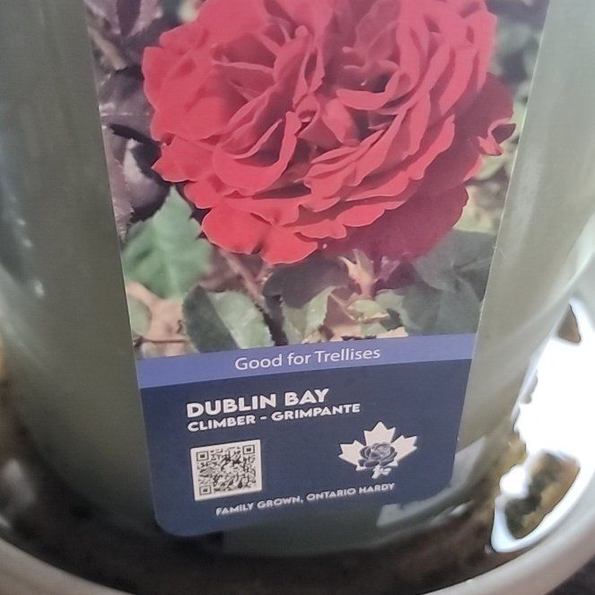 Photo of the plant species Dublin Bay Rose by @RadTaro42 named Osmo on Greg, the plant care app