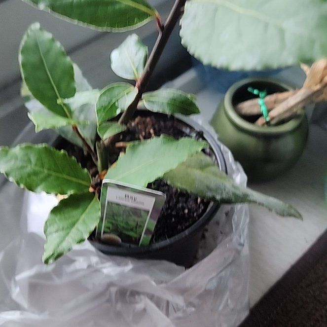Photo of the plant species Sweet Bay by @RadTaro42 named Xena on Greg, the plant care app