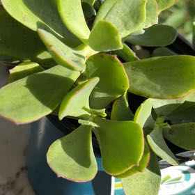 Photo of the plant species Pig's Ear by @SportyOakfern62 named Sahara on Greg, the plant care app