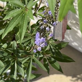 Photo of the plant species Chaste Tree by @SportyOakfern62 named Miley on Greg, the plant care app