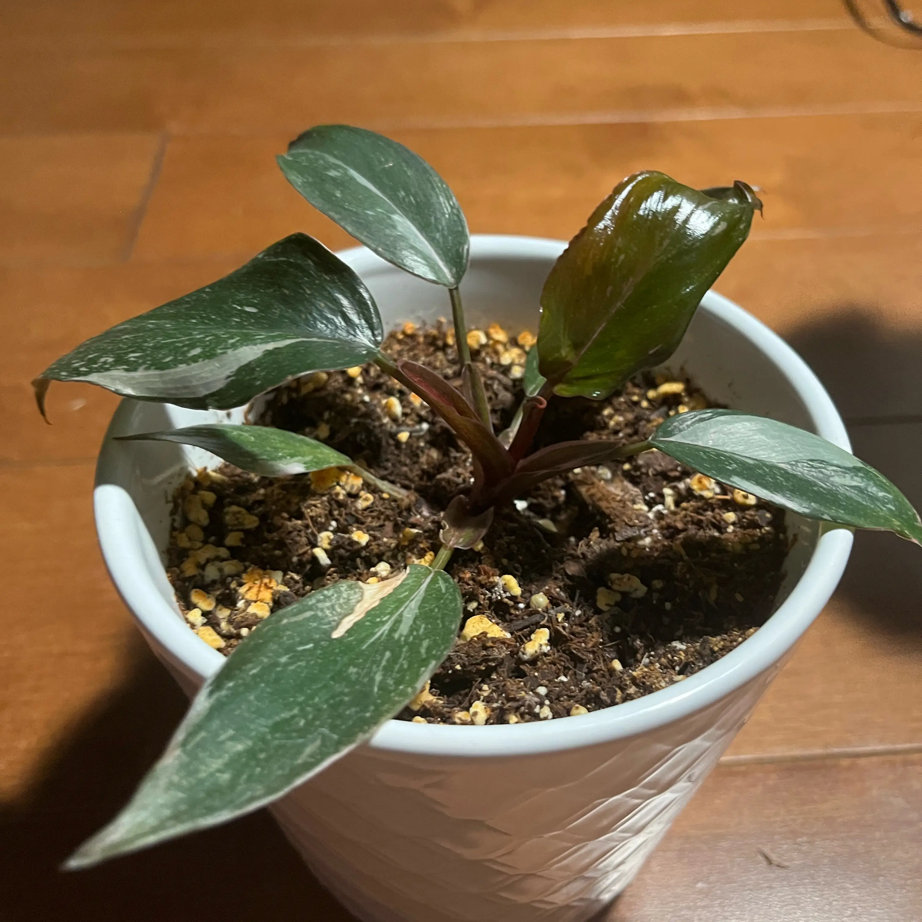 Photo of the plant species Black Cherry Philondendron by @TubularFrithia2 named Lolita on Greg, the plant care app