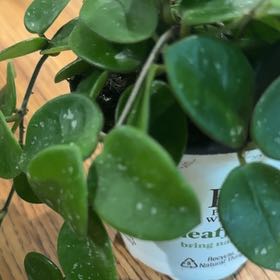 Photo of the plant species Hoya 'Mathilde Splash' by @WinBushpoppy19 named Mathilda on Greg, the plant care app