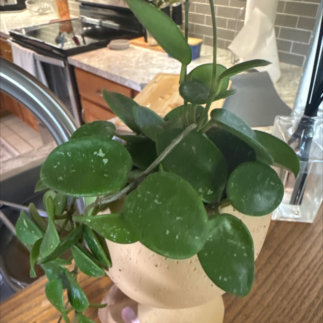 Photo of the plant species Peperomia urvilleana by @WinBushpoppy19 named Rihanna on Greg, the plant care app