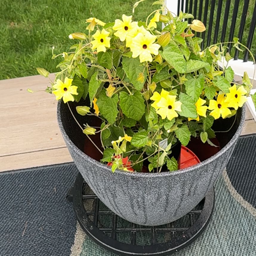 Photo of the plant species Blackeyed Susan Vine by @CoolPrincetut69 named Denali on Greg, the plant care app
