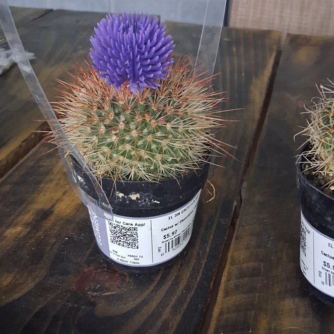 Photo of the plant species Mammillaria Melanocentra by @IdealChards71 named Beyonce on Greg, the plant care app