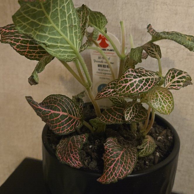 Photo of the plant species Mini Red Vein Plant by @CuddlyRadish92 named Terra on Greg, the plant care app