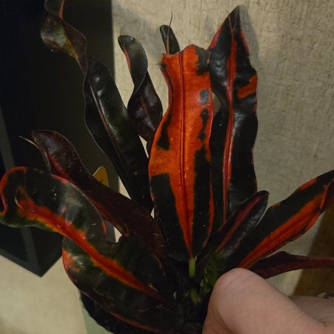 Photo of the plant species Mammy Croton by @CuddlyRadish92 named Sherlock on Greg, the plant care app