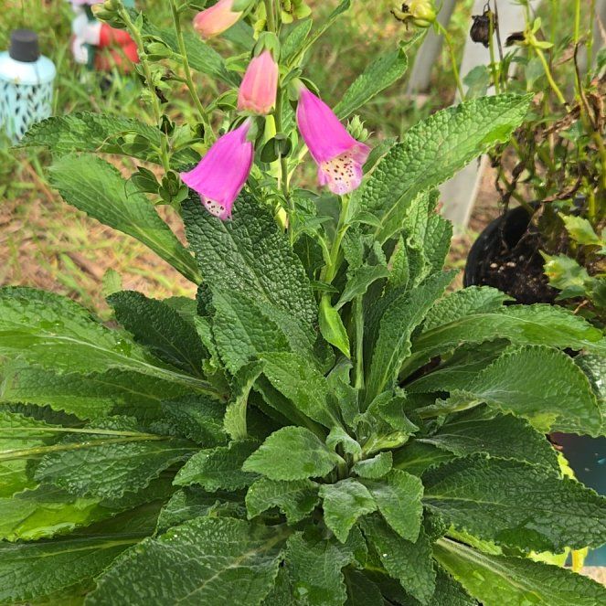 Photo of the plant species Digitalis Purpurea by @CuddlyRadish92 named Foxy Roxy on Greg, the plant care app