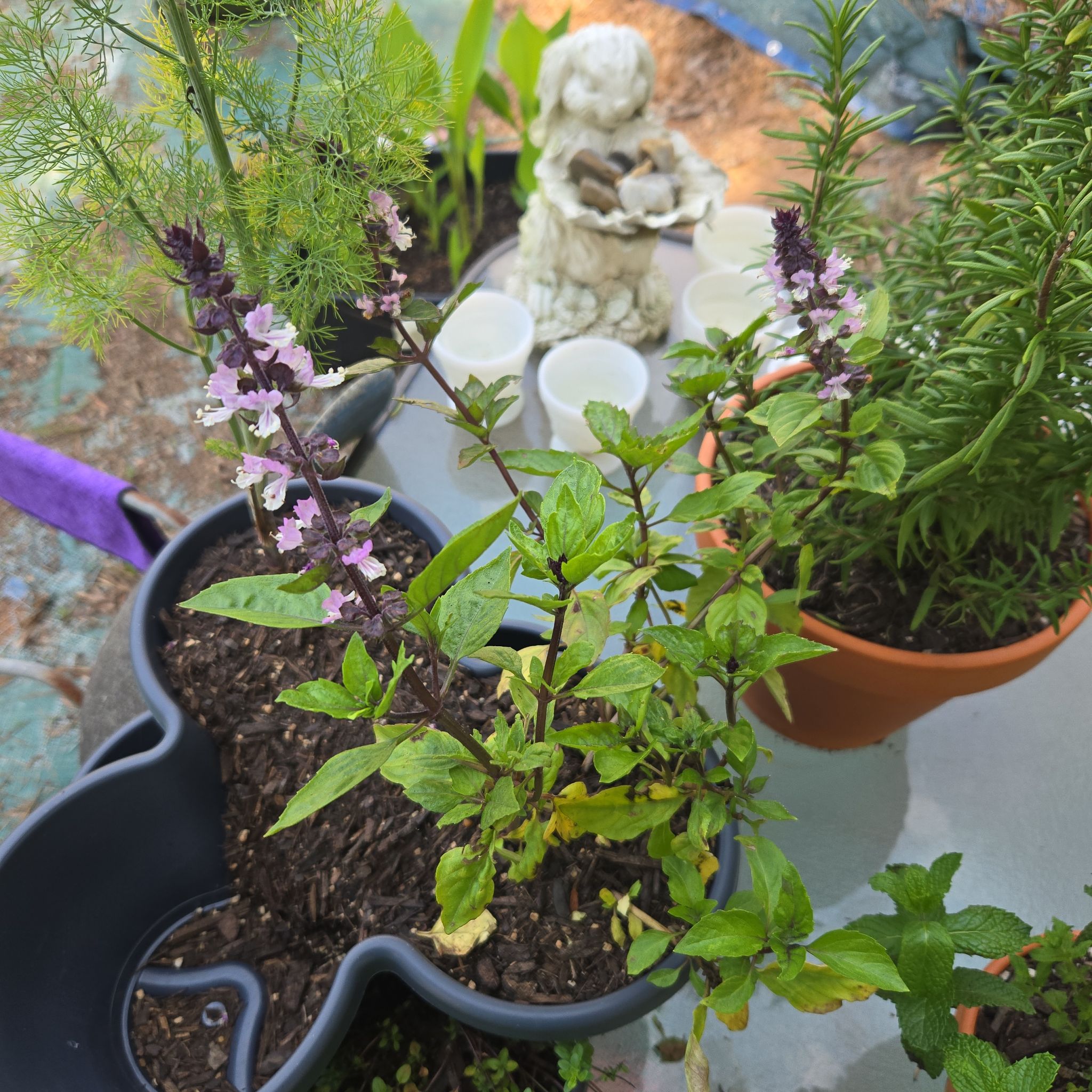 Photo of the plant species Holy Basil (Tulsi) by @CuddlyRadish92 named Thea on Greg, the plant care app