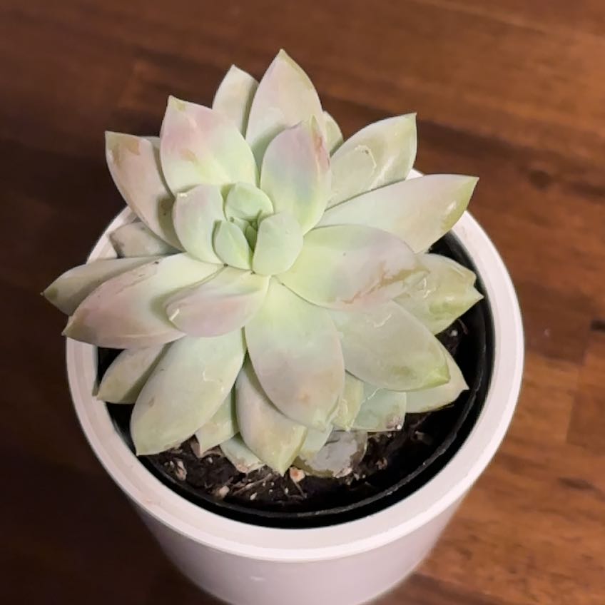 Photo of the plant species Sedeveria 'Lilac Mist' by @HomelyKiekie18 named Khaleesi on Greg, the plant care app