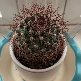 Photo of the plant species Rainbow Pincushion by @HomelyKiekie18 named Mando on Greg, the plant care app
