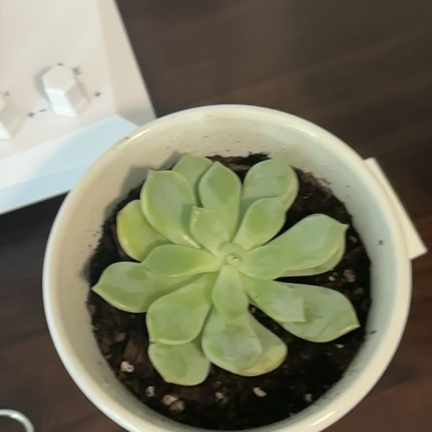 Photo of the plant species Echeveria 'Moon Dust Rose' by @ProKapoktree70 named James Dean on Greg, the plant care app