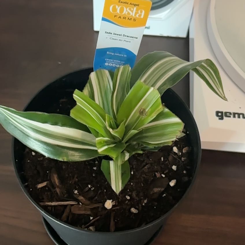 Photo of the plant species Dracaena Jade Jewel by @ProKapoktree70 named Emerson on Greg, the plant care app