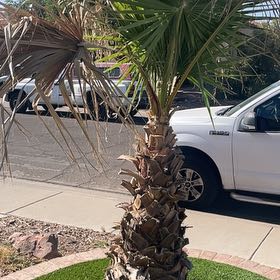 Photo of the plant species Mexican Fan Palm by @IdolClusia92 named Orlando Bloom on Greg, the plant care app