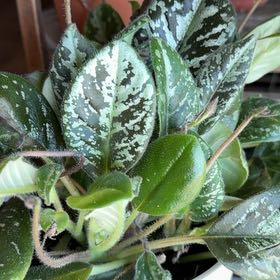 Photo of the plant species Vietnamese Violet by @ChummyMahoe10 named Marley on Greg, the plant care app