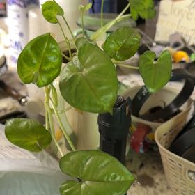 Photo of the plant species Creamsicle Arrowhead Plant by @ChummyMahoe10 named Drake on Greg, the plant care app