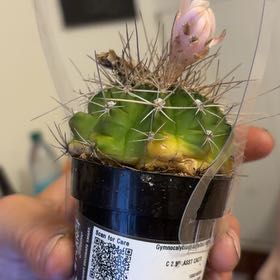 Photo of the plant species Sonora Barrel by @NewTule20 named Demi on Greg, the plant care app