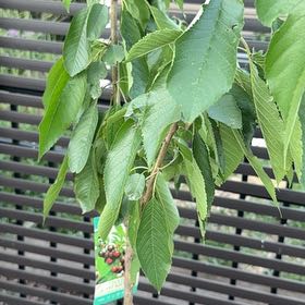Photo of the plant species Sweet Cherry by @FirstRedmambo74 named Aria on Greg, the plant care app