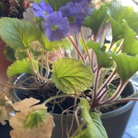 Photo of the plant species Common Primrose by @HighMakole11 named Delilah on Greg, the plant care app