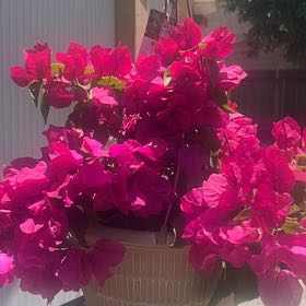 Photo of the plant species Bougainvillea by @YiftVeilwort31 named Girlfrond on Greg, the plant care app