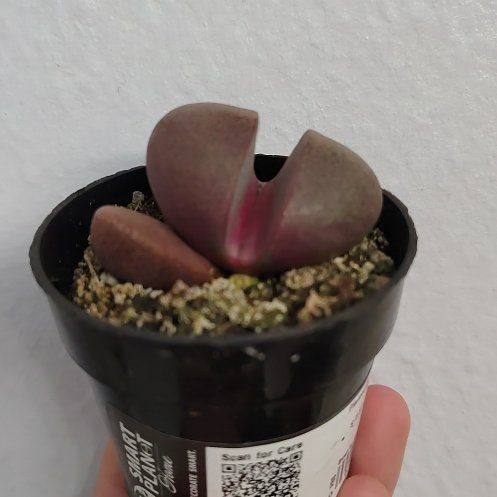 Photo of the plant species Royal Flush Split Rock by @FairPandan89 named Kesha on Greg, the plant care app