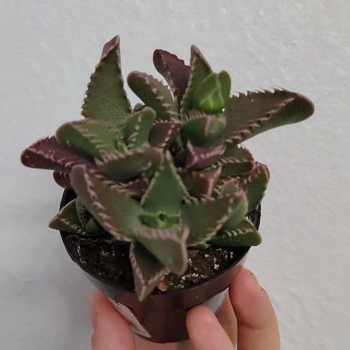 Photo of the plant species Pebbled Tiger Jaws by @FairPandan89 named Dax on Greg, the plant care app