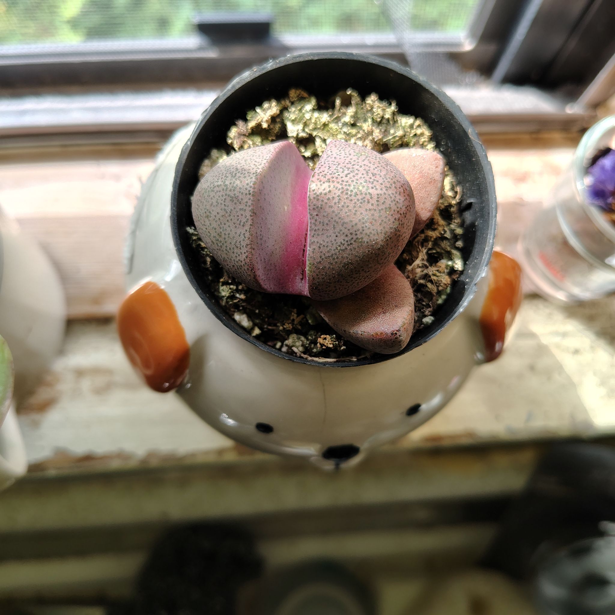 Photo of the plant species Royal Flush Split Rock by @FairPandan89 named Kesha on Greg, the plant care app