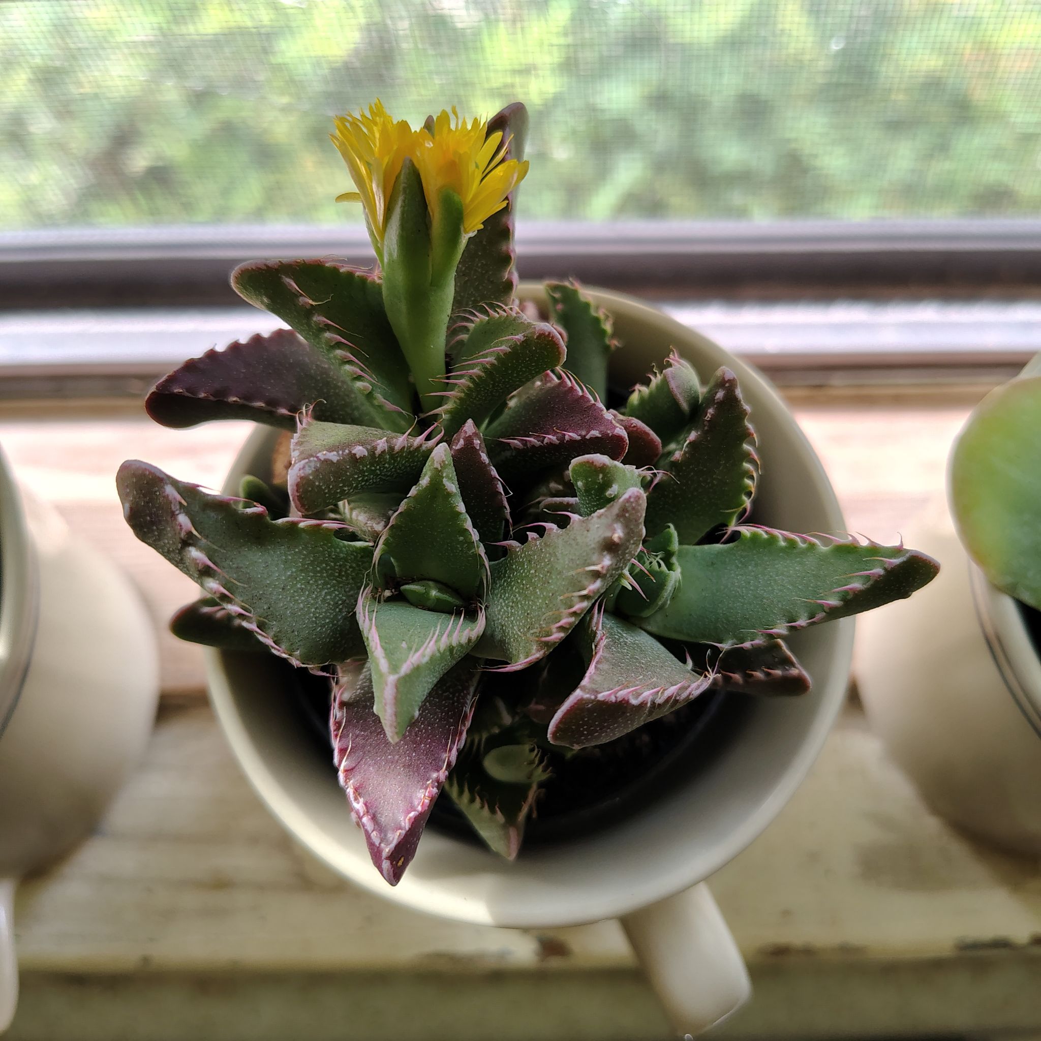 Photo of the plant species Pebbled Tiger Jaws by @FairPandan89 named Dax on Greg, the plant care app