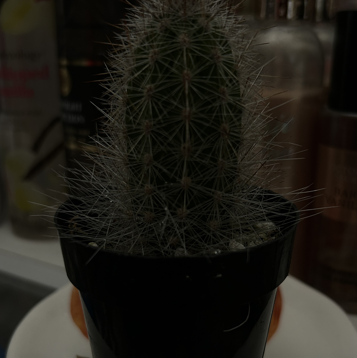 Photo of the plant species Thrixanthocereus cullmanianus by @babybookami named eva on Greg, the plant care app