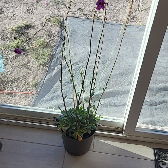 Photo of the plant species Rock Purslane by @FitFlatpea49 named Figyonce on Greg, the plant care app