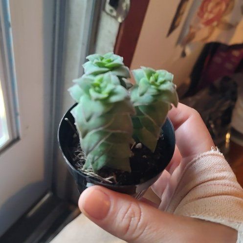 Photo of the plant species Crassula Ivory Towers by @LightSedge19 named Leonardo on Greg, the plant care app