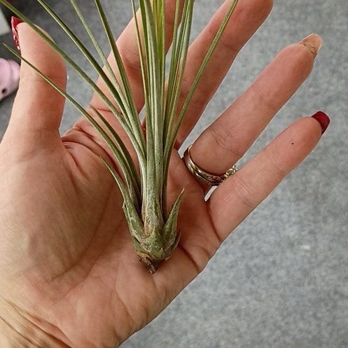 Photo of the plant species Soft Pine by @JovialGuasca81 named Hemingway on Greg, the plant care app