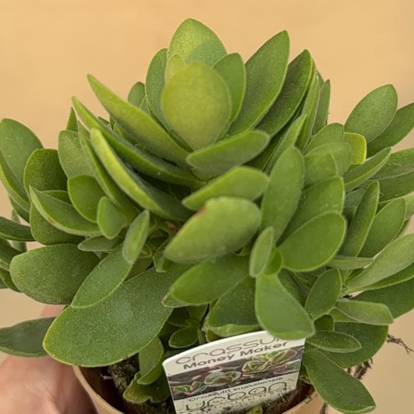 Photo of the plant species Myrtle-Leaf Milkwort by @ZestySuriana81 named Darwin on Greg, the plant care app