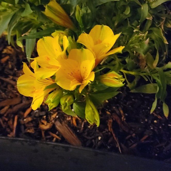 Photo of the plant species Lily of the Incas by @TunefulMexico14 named Bigleef Smalls on Greg, the plant care app