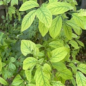Photo of the plant species Mexican Plum by @WarmBlackgem26 named Nemo on Greg, the plant care app